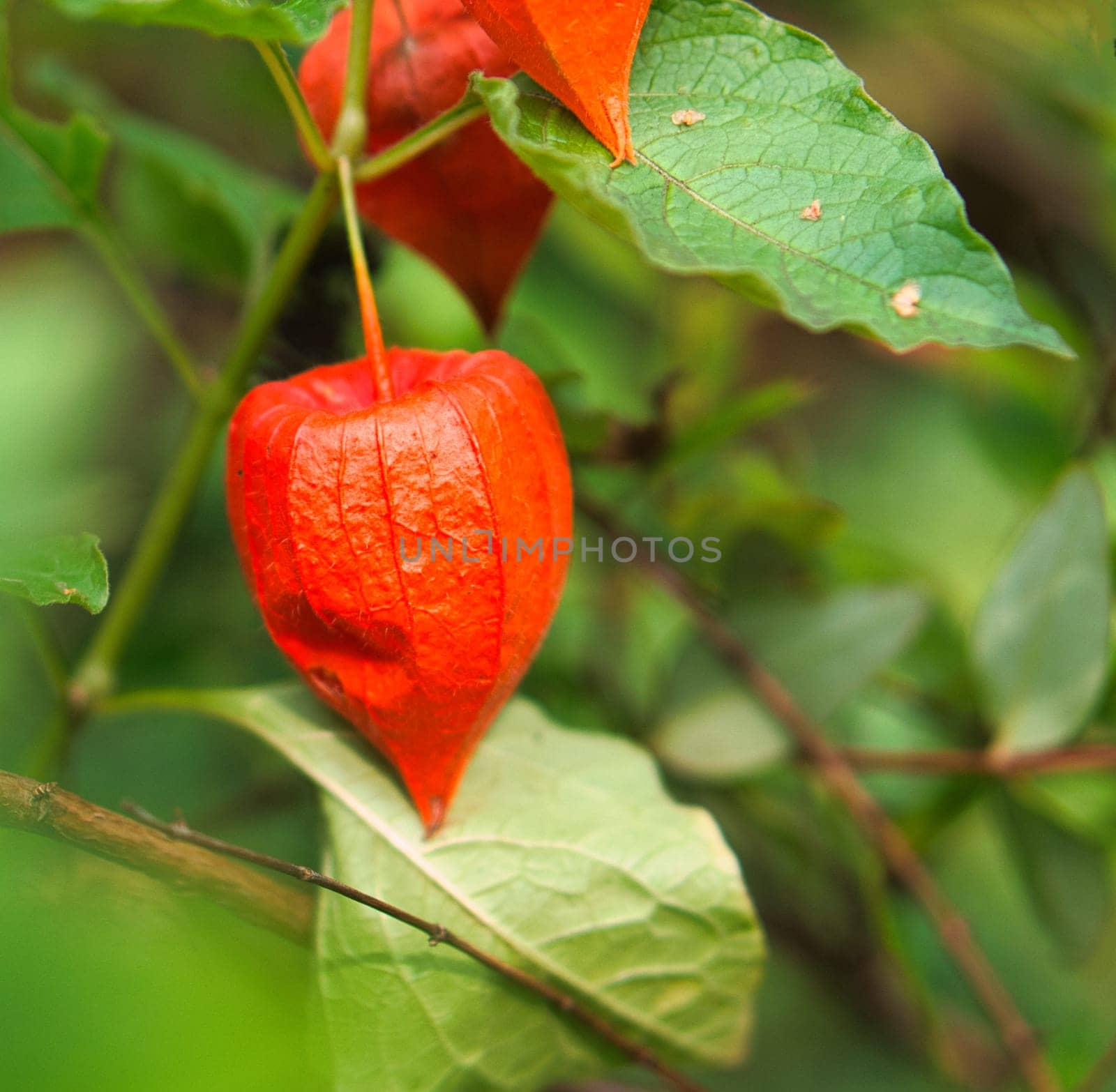 Physalis, cape gooseberry hangs on the bush. Orange fruit with green leaves. Vitamin rich fruit. Close up from garden