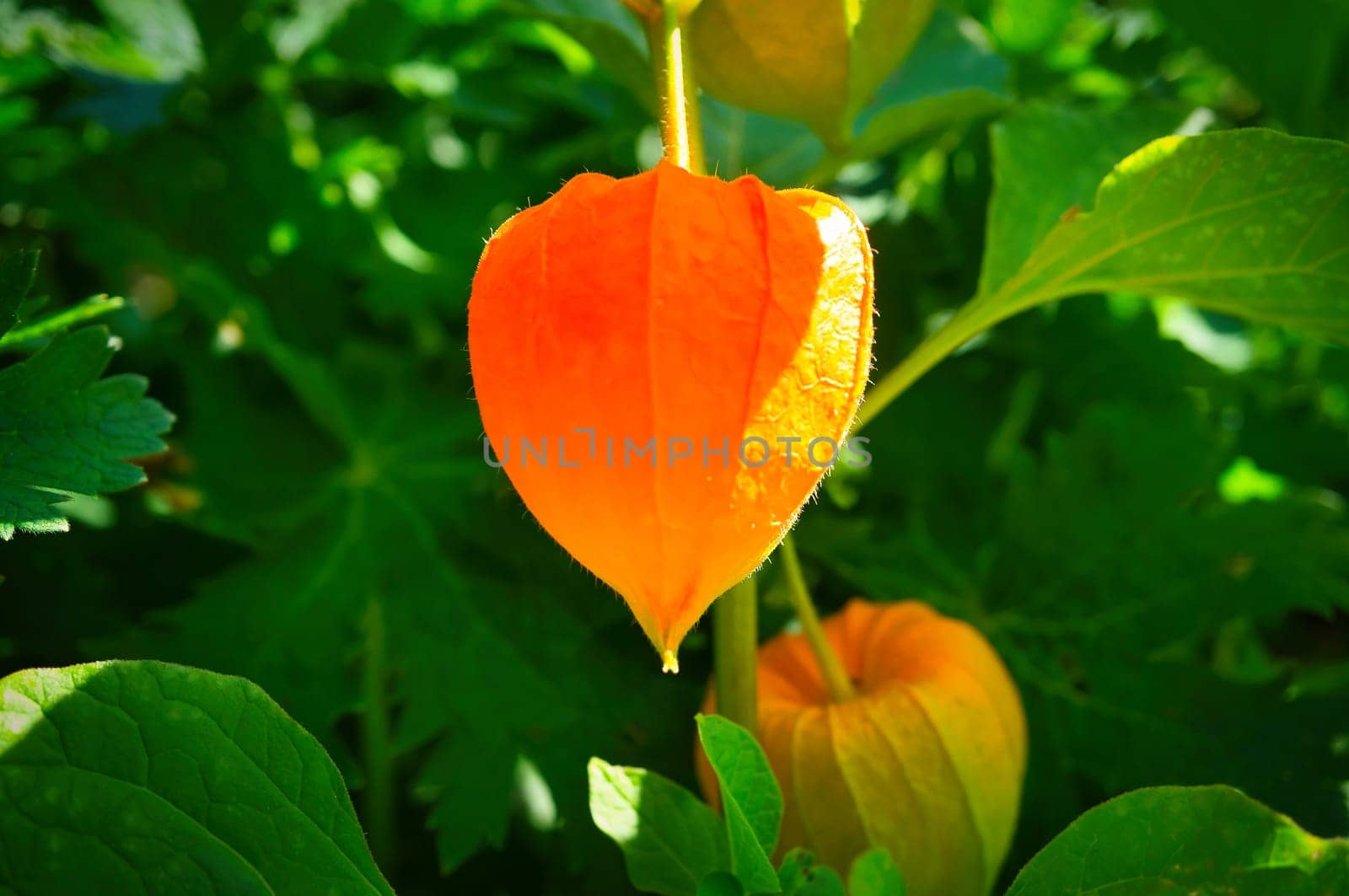 Physalis, cape gooseberry hangs on the bush. Orange fruit with green leaves. Vitamin rich fruit. Close up from garden