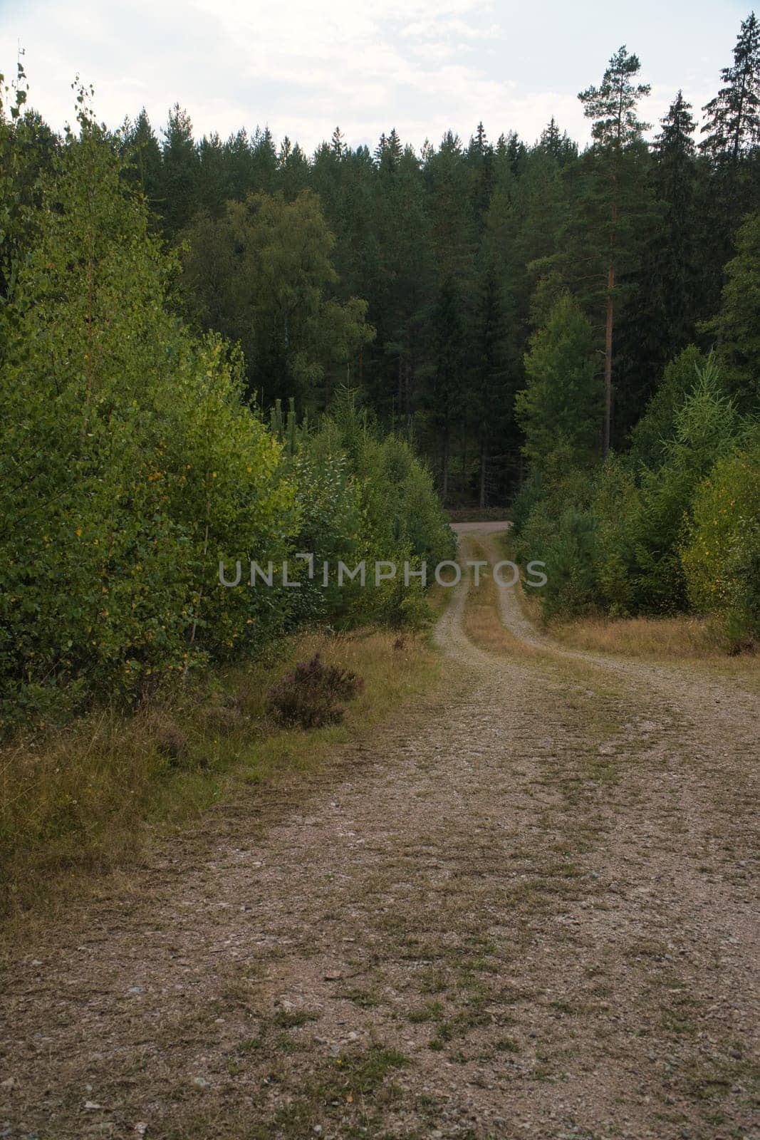 hiking trail through sweden, smalland. Firs and heather by the wayside. walk on vacation. Silence and tranquility during a hike. Landscape