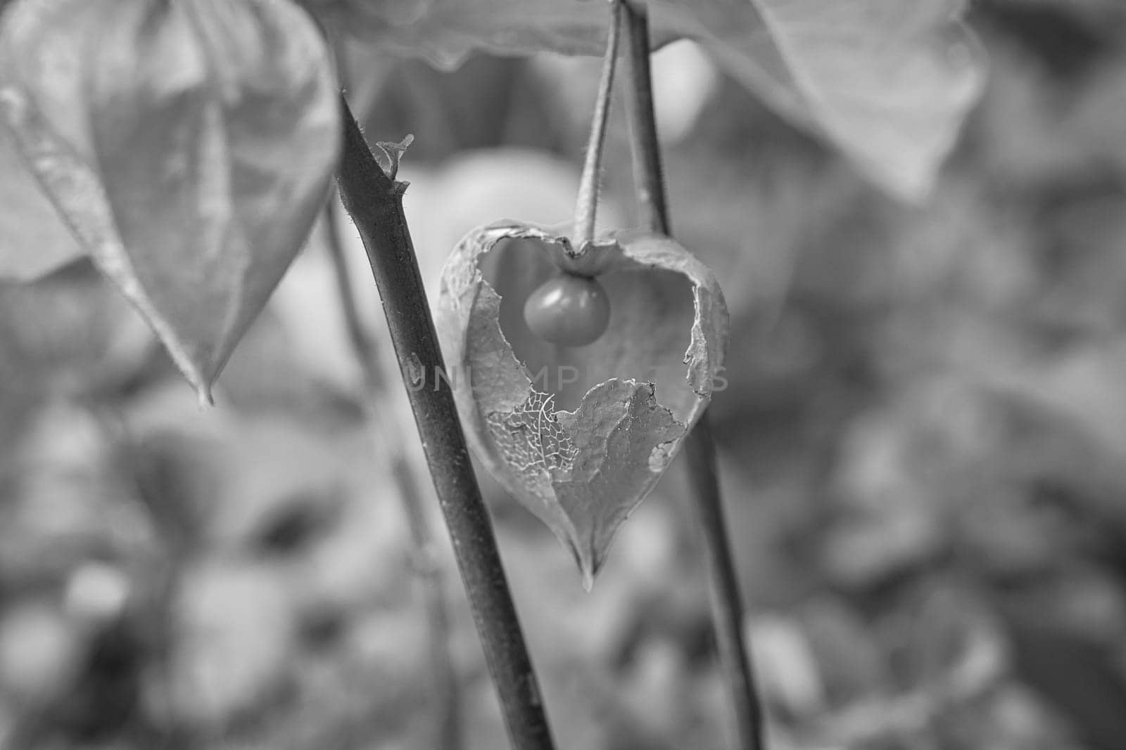 Physalis photographed in black and white, with opened skin, view of the fruit inside. Vitamin rich fruit from the garden. Food for snacking