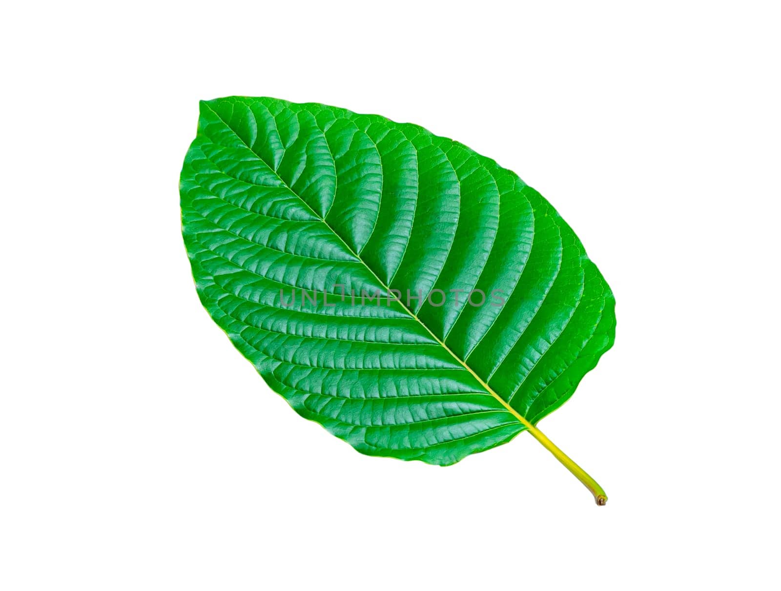 Tropical green leaf isolated on white background, Leaf from natural tropical forest, Kratom leaves, Clipping Paths