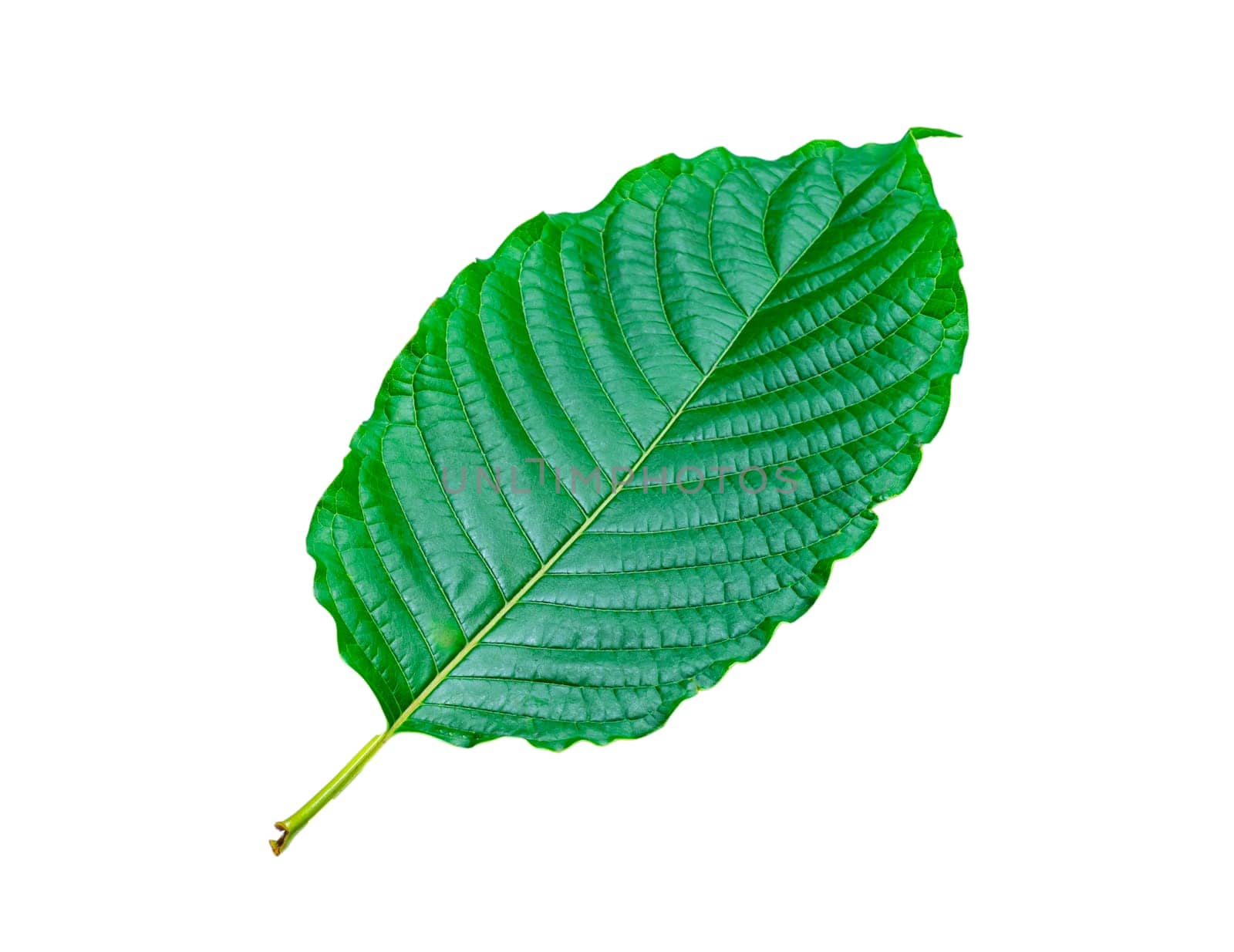 Tropical green leaf isolated on white background, Leaf from natural tropical forest, Kratom leaves, Clipping Paths