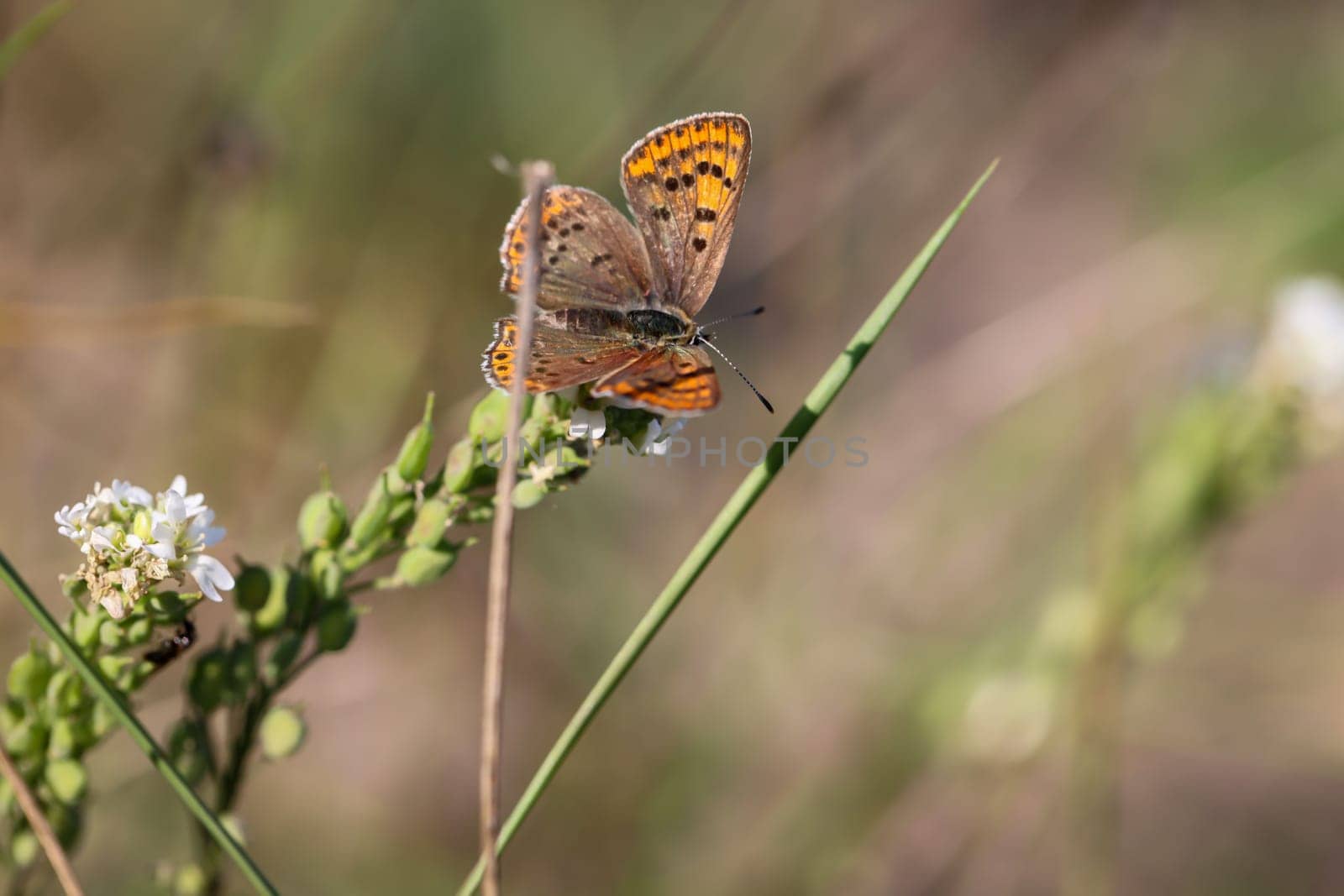 Close up of a brown fire butterfly, Lycaena tityrus on a plant.