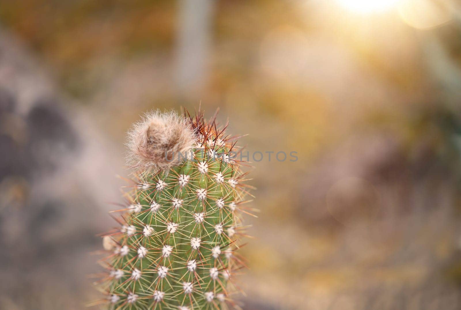 Portrait of a cactus, A cactus in a tropical environment.