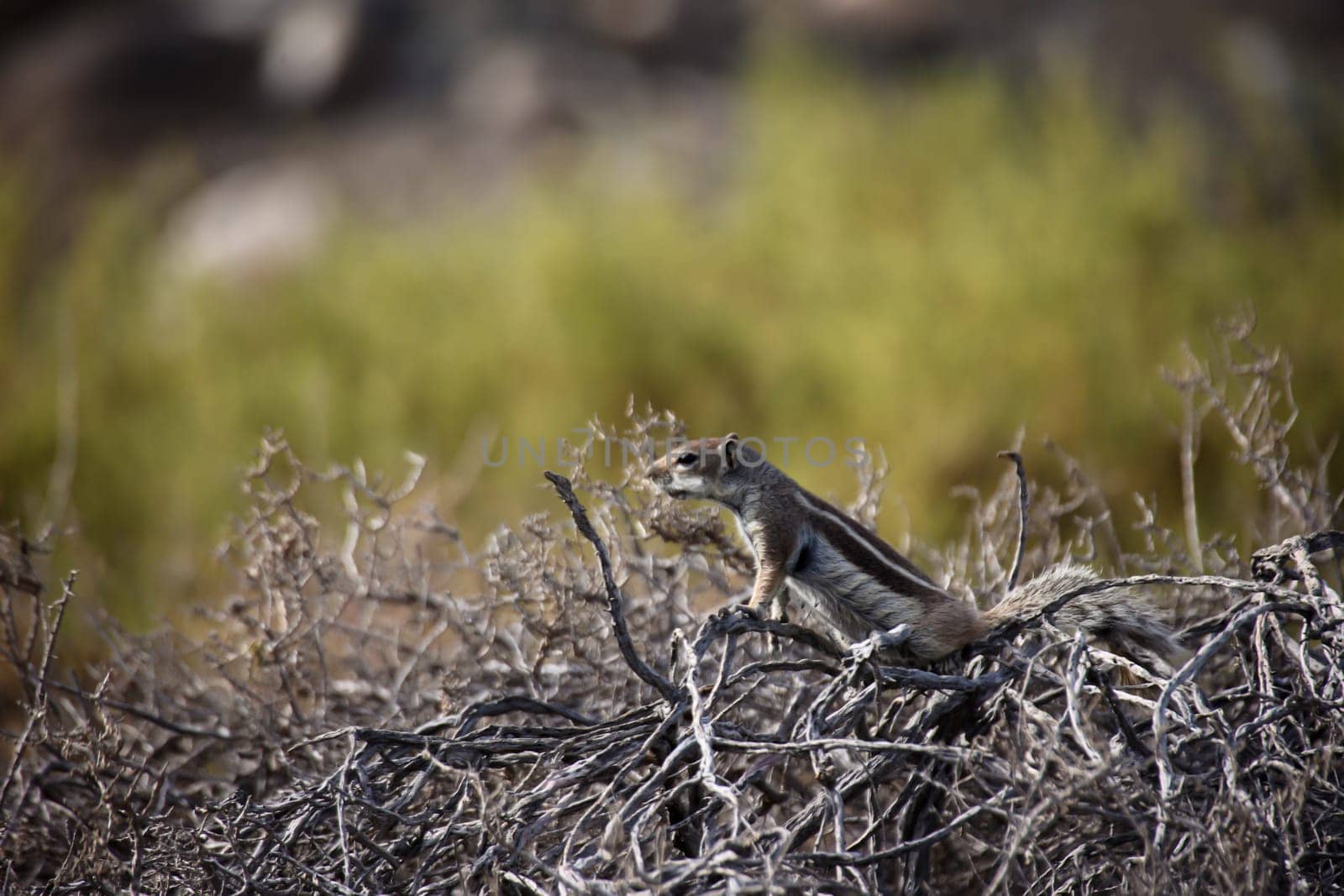 Close-up of an Atlas squirrel on Fuerteventura. An introduced species.