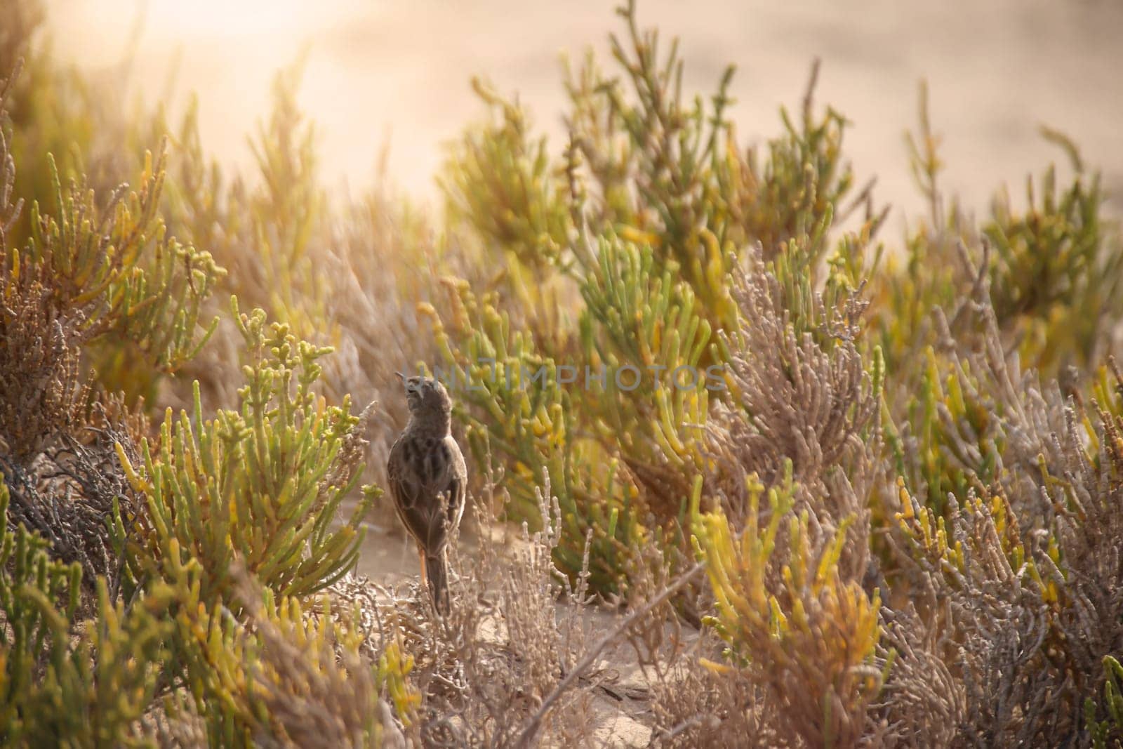 Close-up of a Canary Pipit (Anthus berthelotii), a wading bird in the Canary Islands.