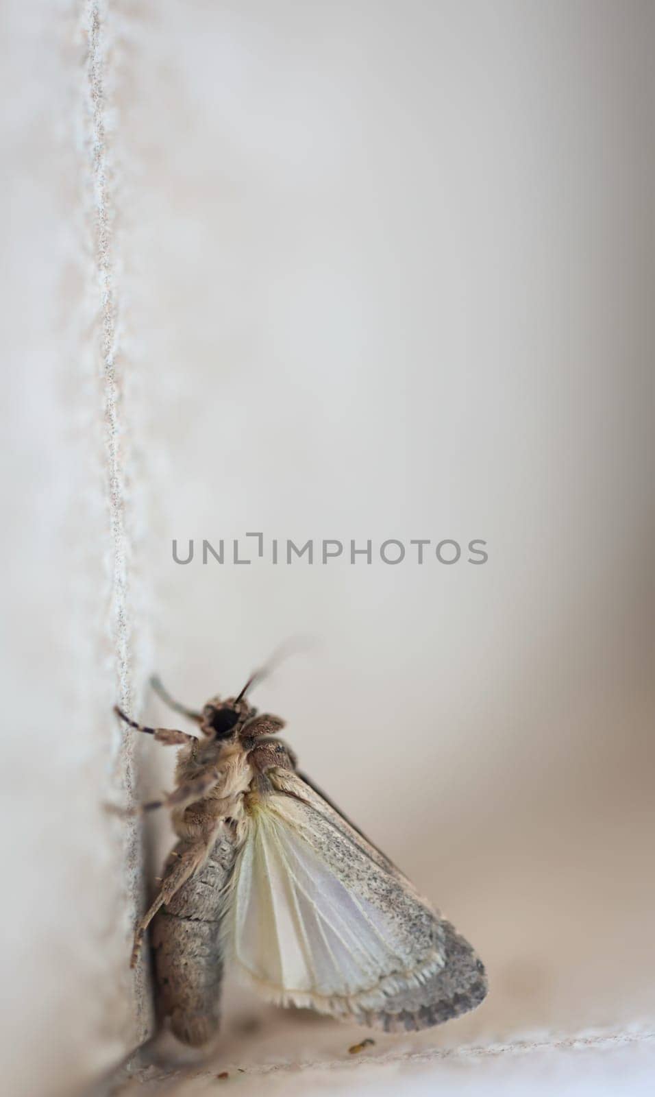 A butterfly, native to Fuertefentura on a wall.