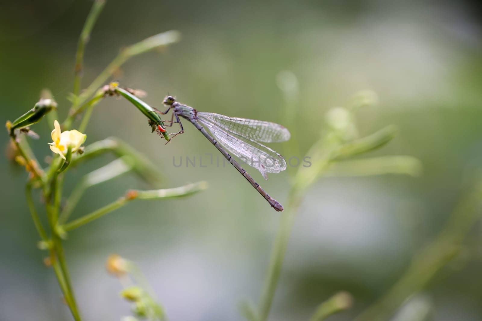 A damselfly on the flower of a plant in midsummer.