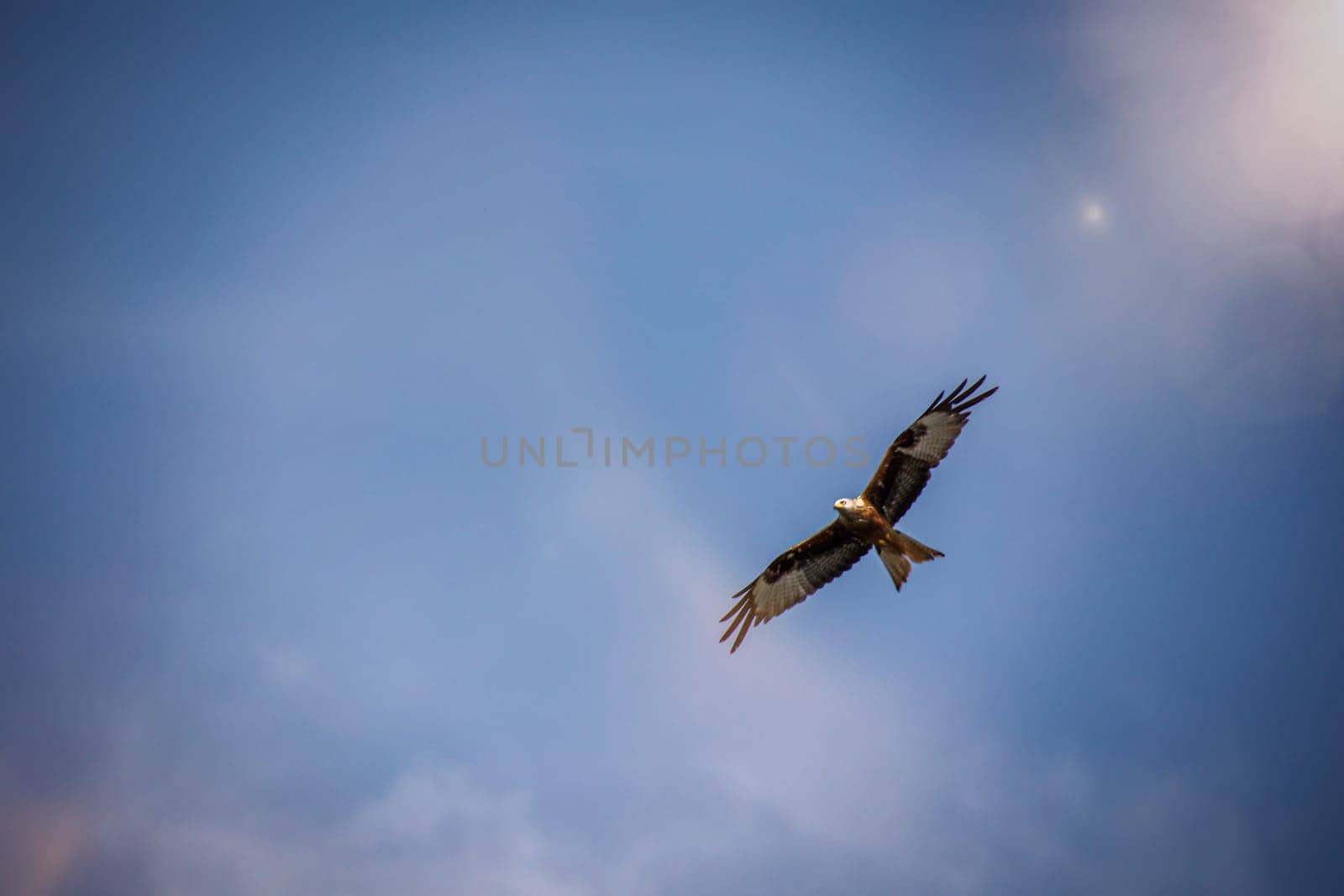 A red kite, bird of prey circles in the sky.