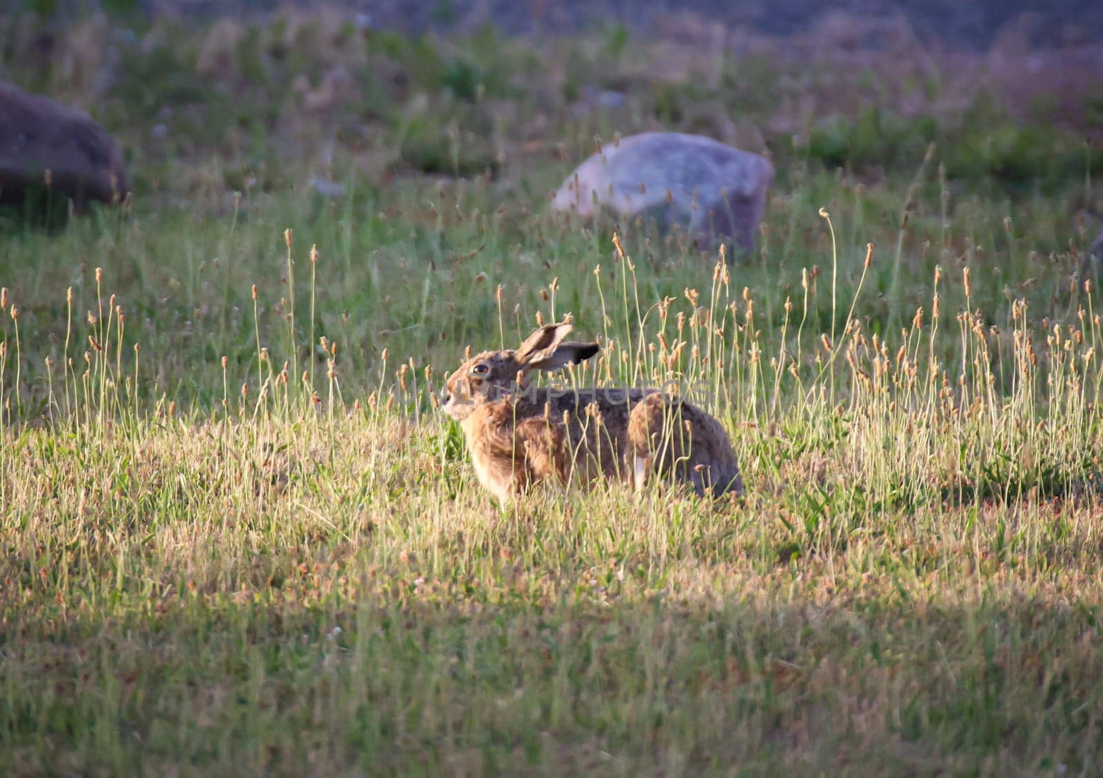 A brown hare on a meadow in the evening light.