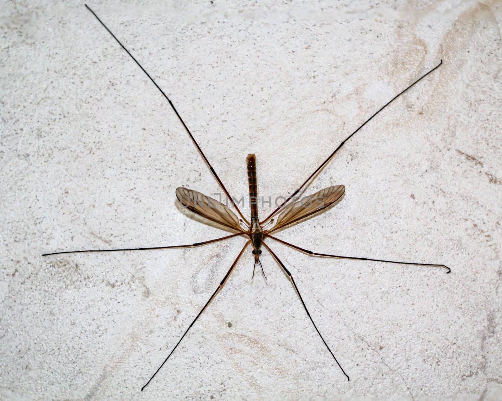 Close-up of a snake, a Tipula paludosa / oleracea. Portrait of a long legged cricket.