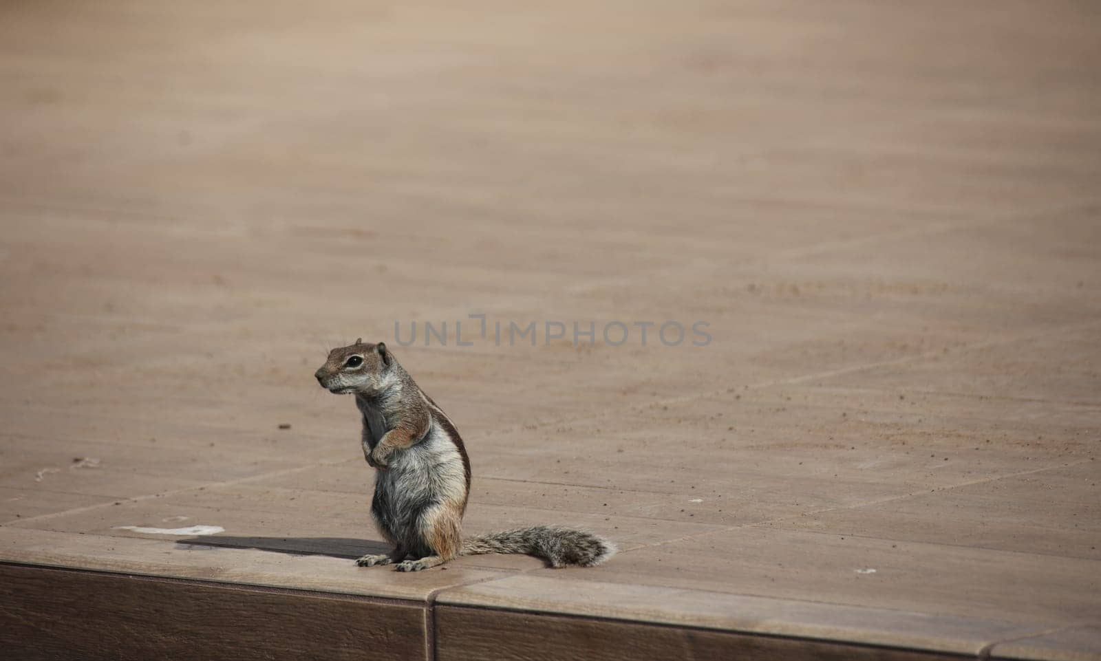 Close-up of an Atlas squirrel on Fuerteventura. An introduced species.