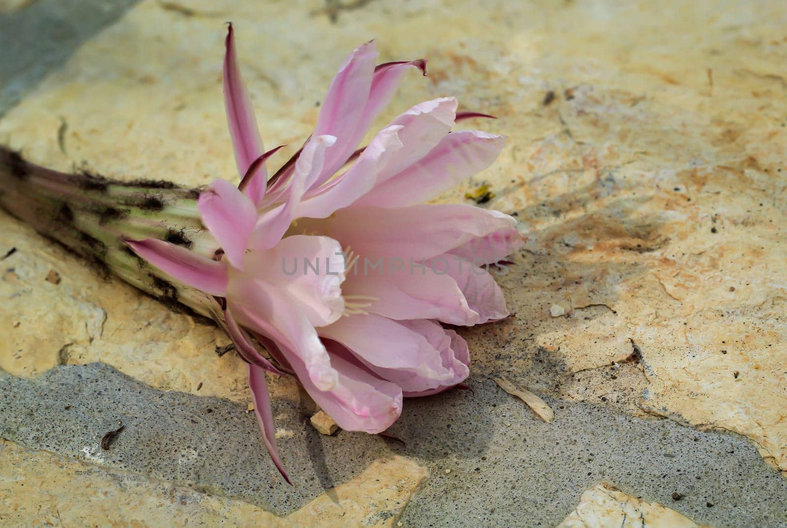 The flower of a katu. Close-up of a fallen cactus flower on a stone slab.