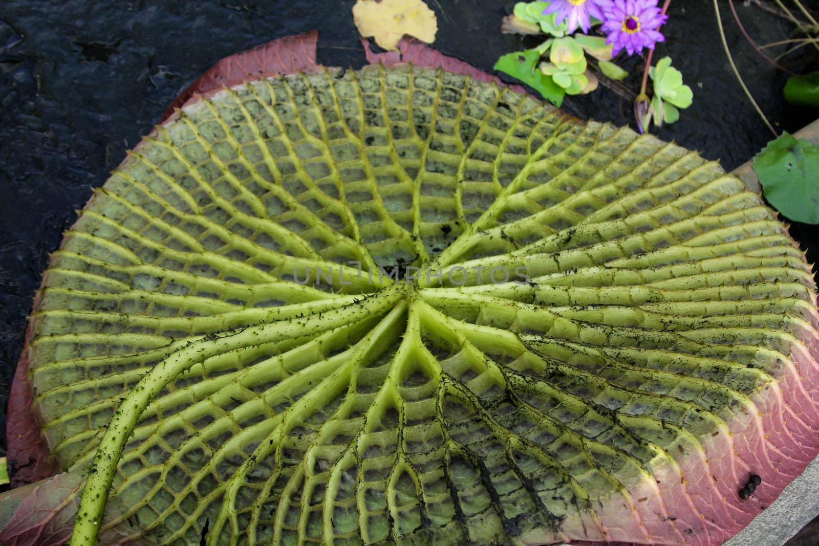 The leaf of the giant water lily (Victoria cruziana). Here from the lower side, what else floats on the water.