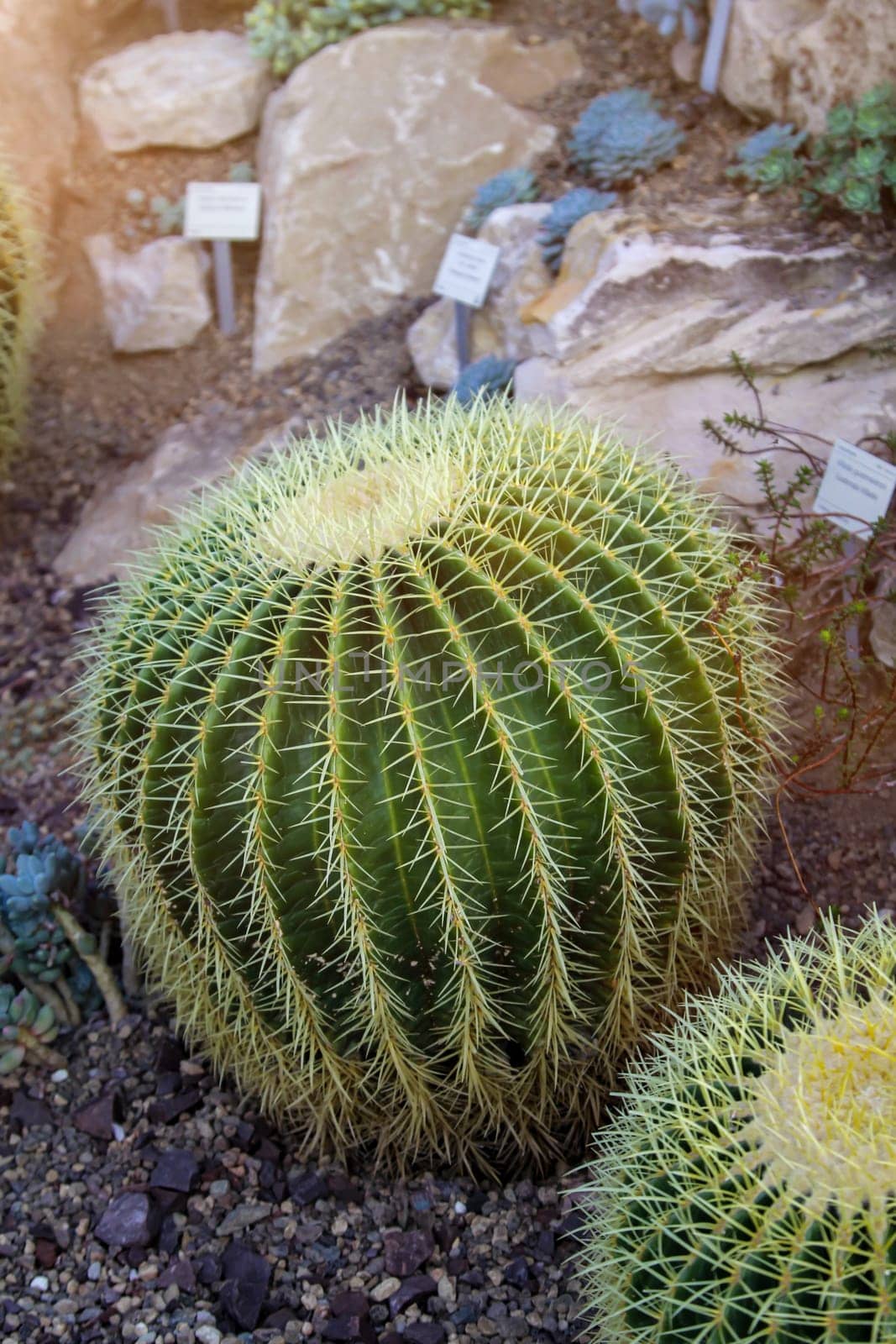Portrait of a cactus, also called mother-in-law chair.