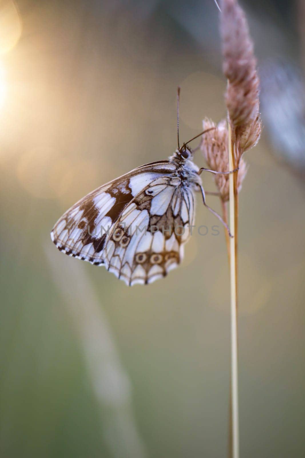 A checkerboard butterfly on a grass plant in a meadow.