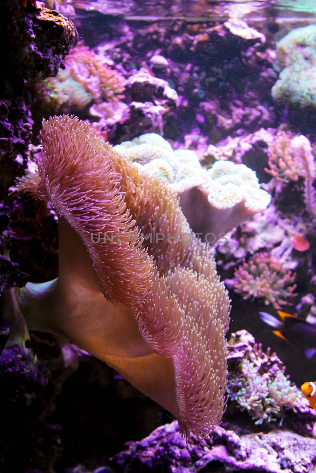A large anemone in a saltwater aquarium.