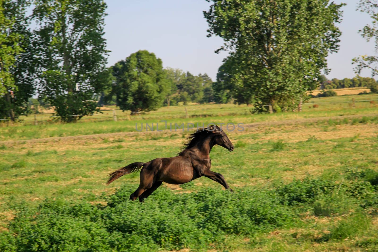 A horse, a herd of horses grazing in a paddock.