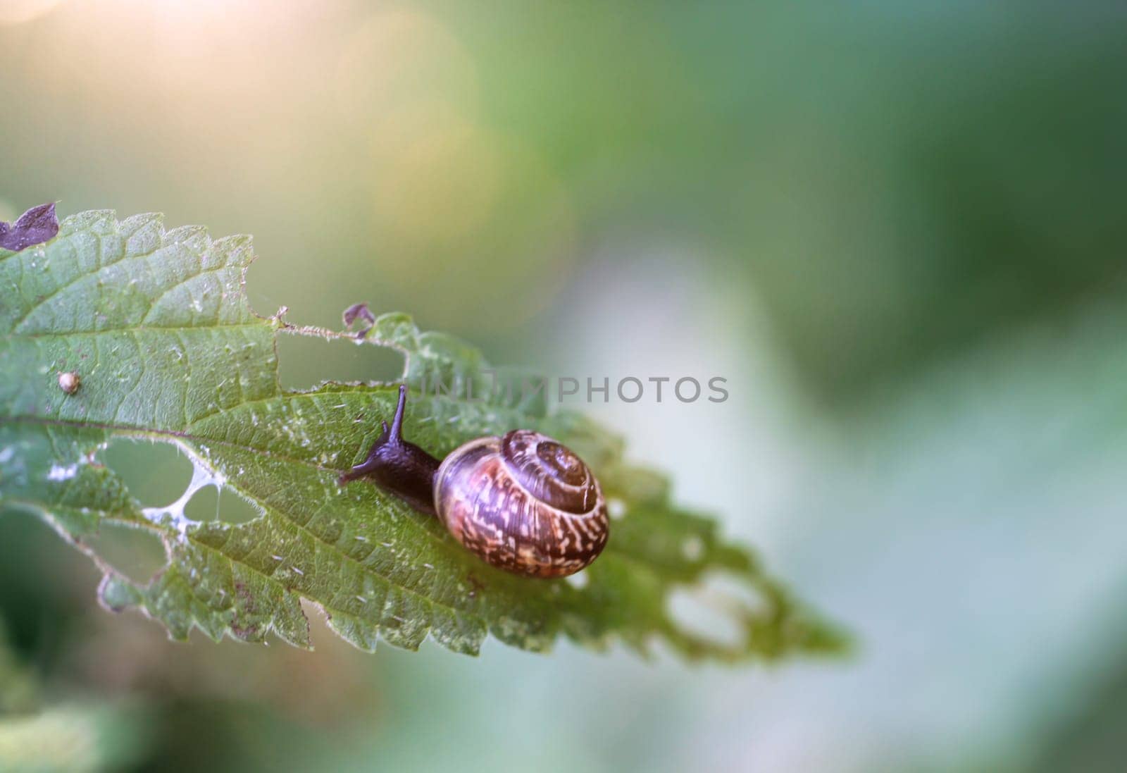 A ribbon snail on the leaf of a stinging nettle.