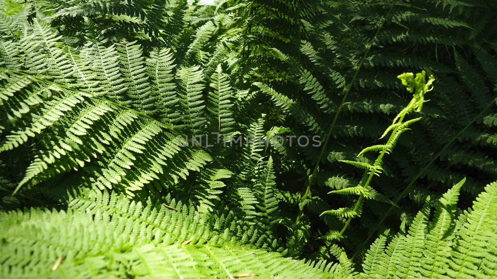 Fern-shaped plant in the forest. Beautiful graceful green leaves. Polypodiphyta, a department of vascular plants that includes modern ferns and ancient higher plants.