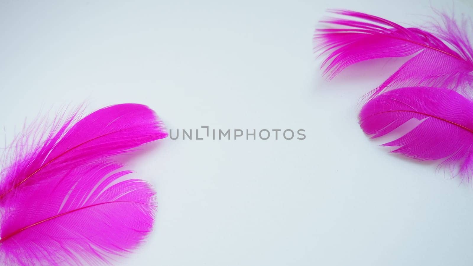 Pink and crimson feathers as a background. Light curved fluffy feathers. Flamingo plumage. Colored feathers. Theme of Love, St. Valentine's Day.