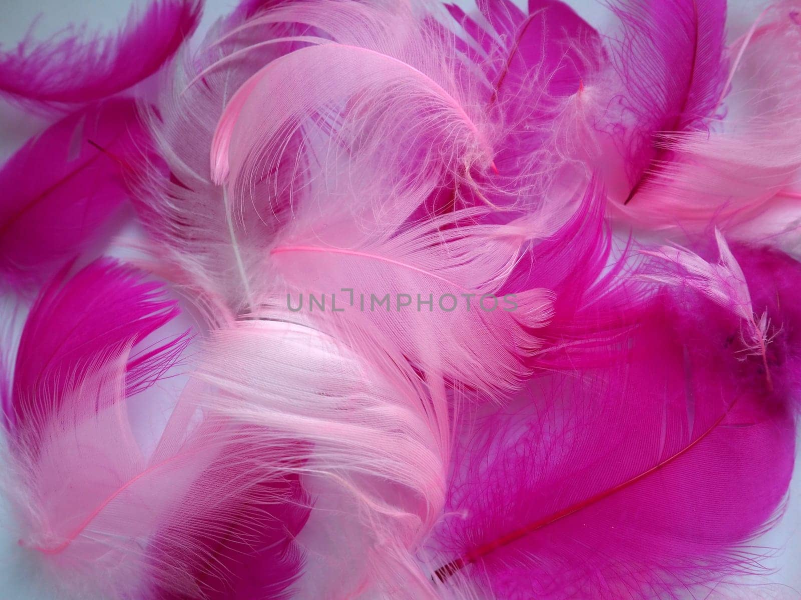 Pink and crimson feathers as a background. Light curved fluffy feathers. Flamingo plumage. Colored feathers. Theme of Love, St. Valentine's Day.