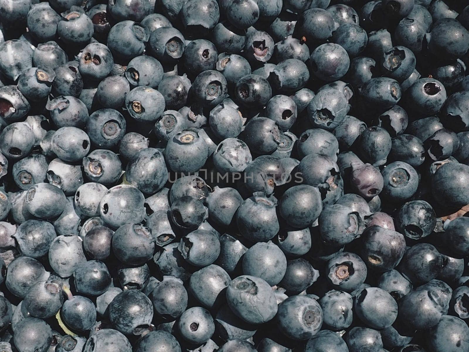 Blueberry, or Blueberry ordinary, or Blueberry myrrheal Vaccinium myrtillus, stunted shrub, family Heather. Fresh juicy first-class forest berries. Lots of blueberries, top view.