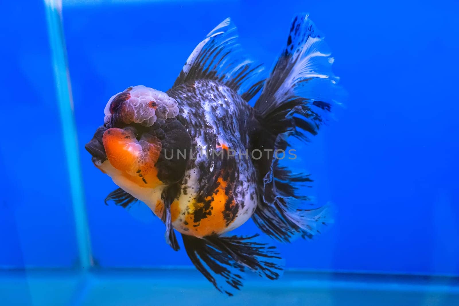 The goldfish in the cabinet on blue background.