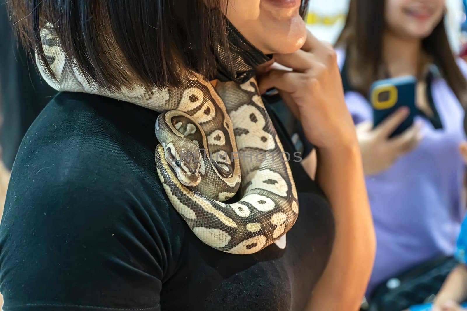 Ball python is a popular pet in Thailand.