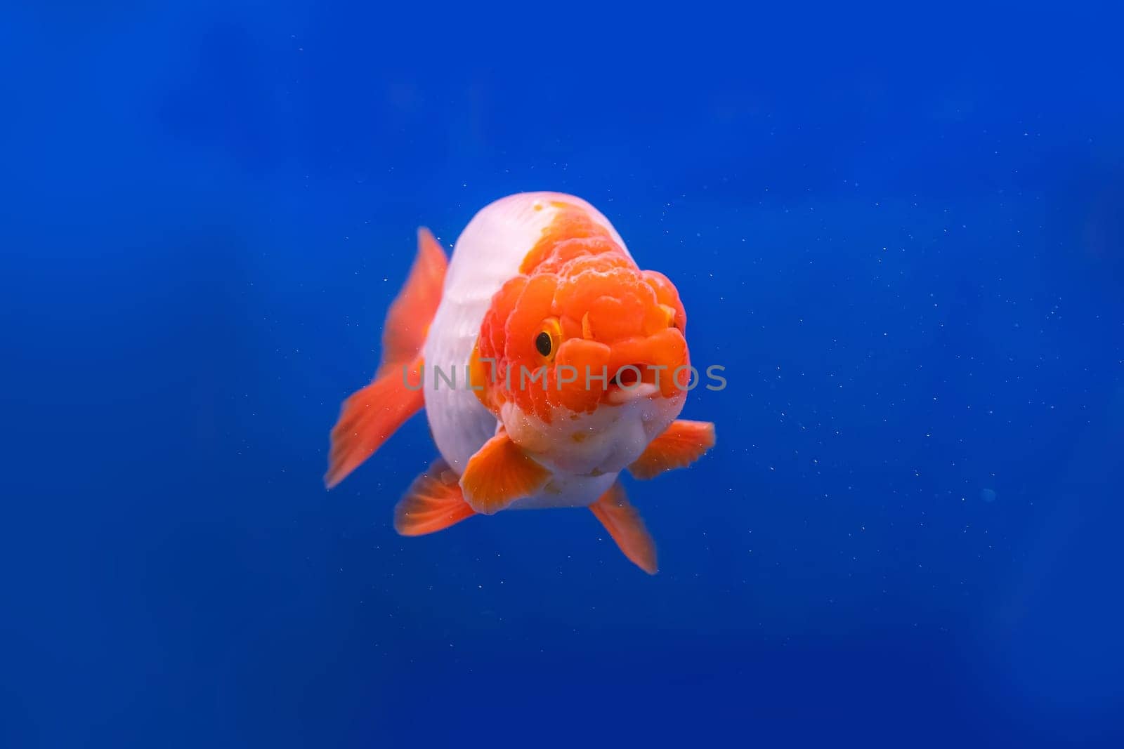 The goldfish in the cabinet on blue background.