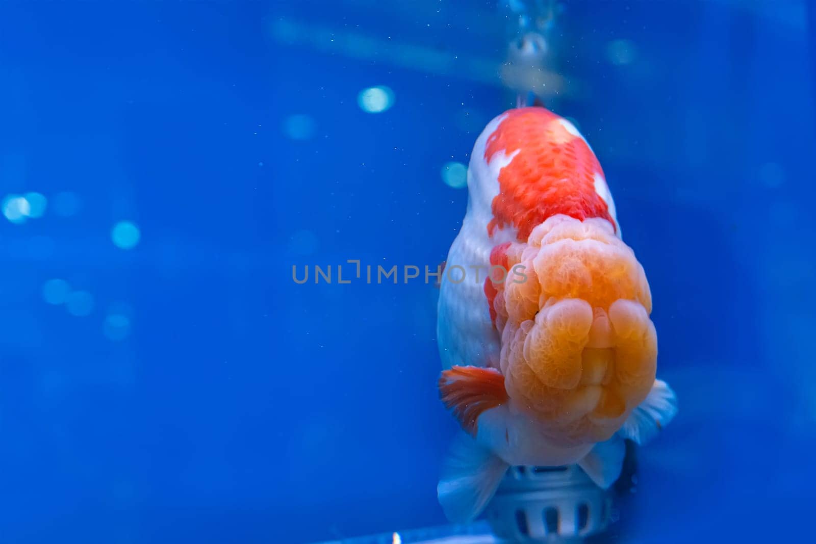 The goldfish in the cabinet on blue background.