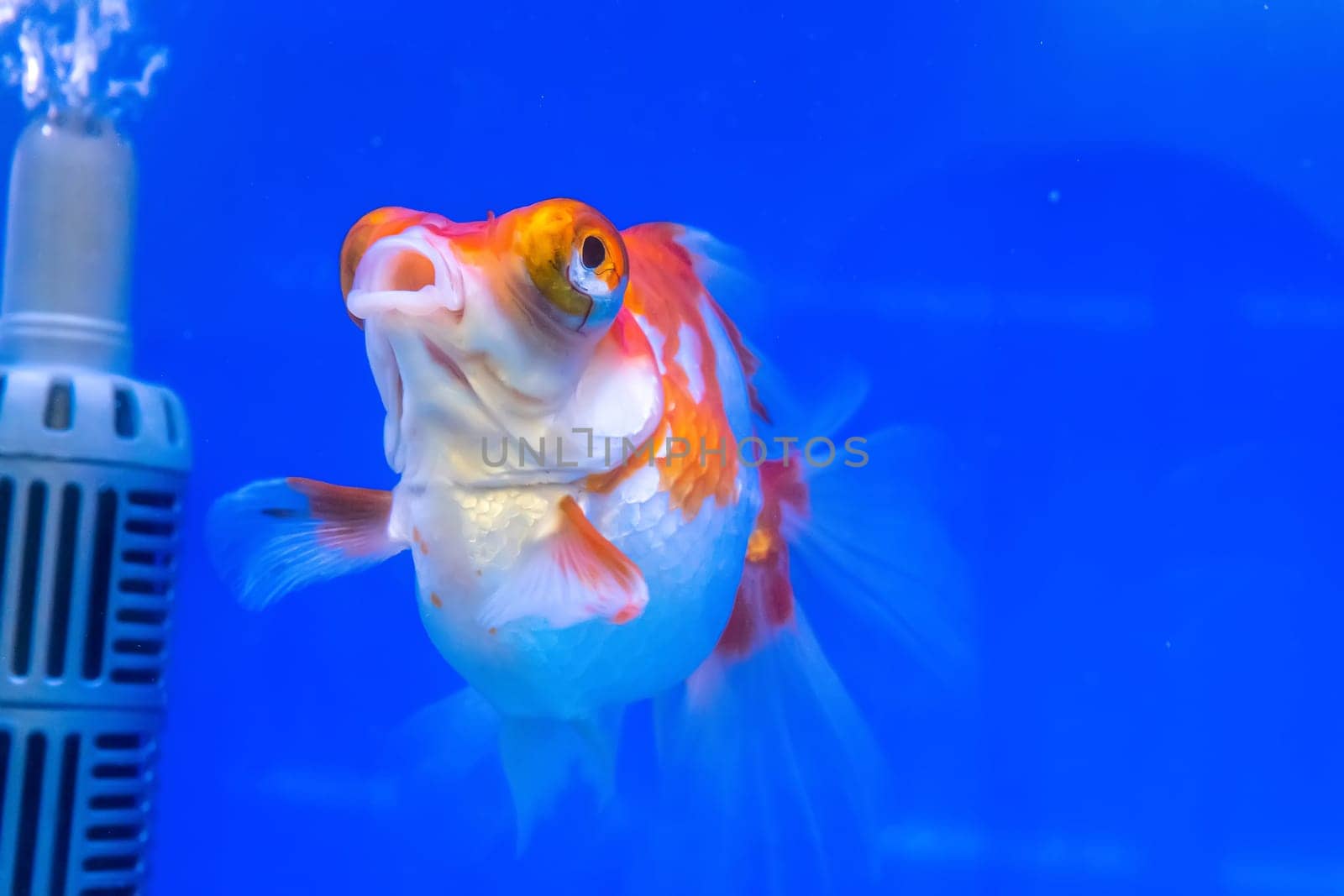 The goldfish in the cabinet on blue background.