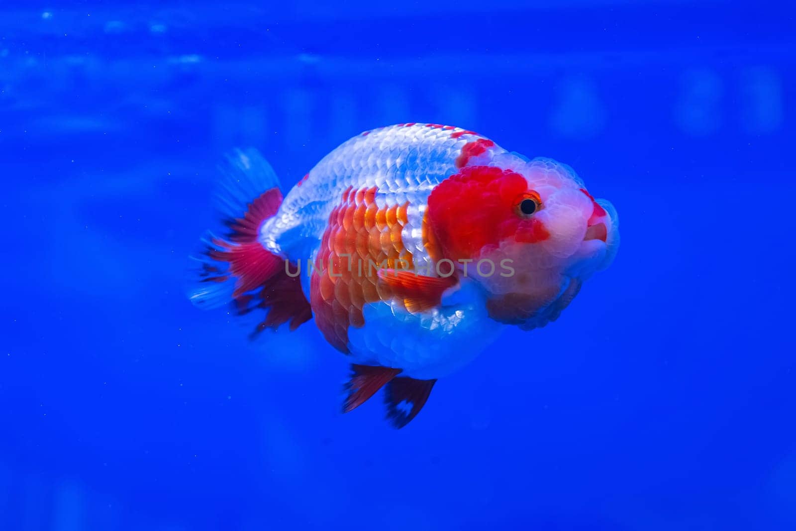 The goldfish in the cabinet on blue background.