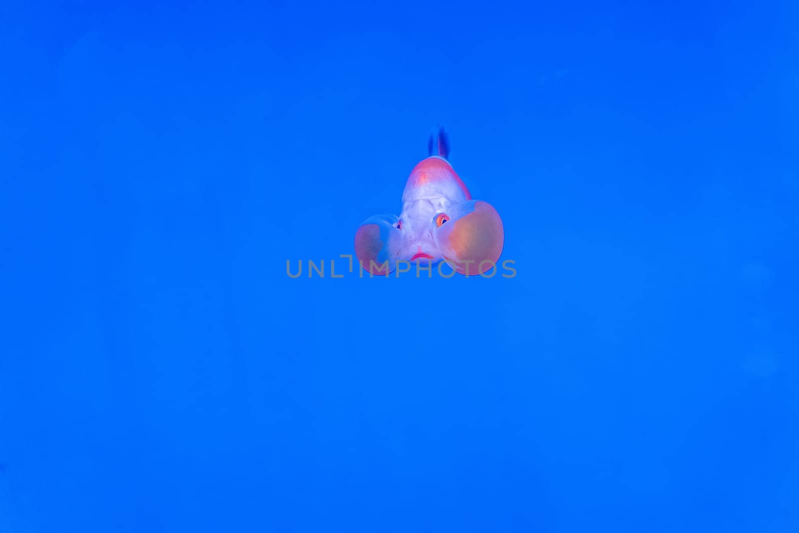 The goldfish in the cabinet on blue background.