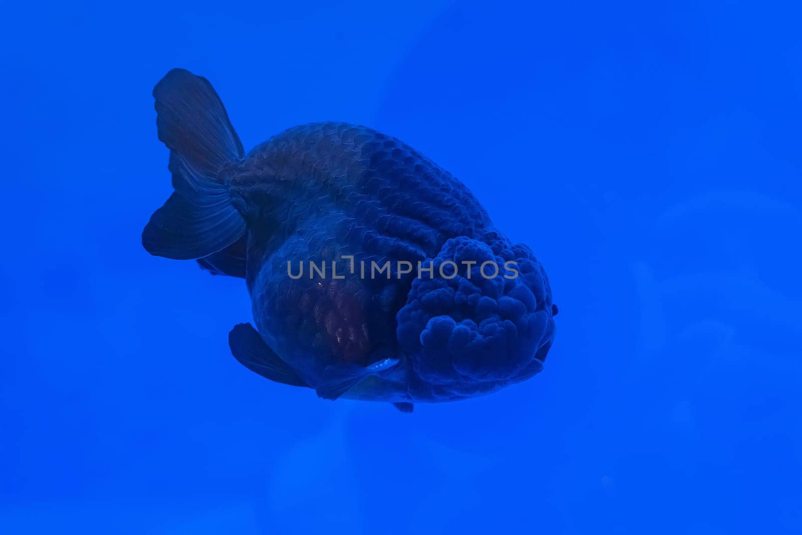 The goldfish in the cabinet on blue background.