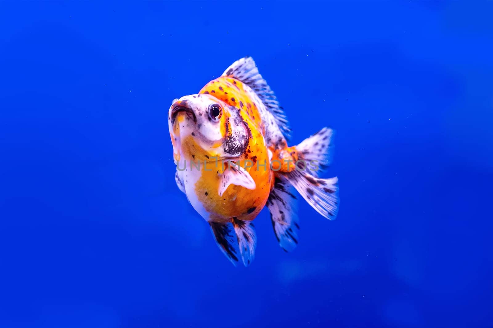 The goldfish in the cabinet on blue background.