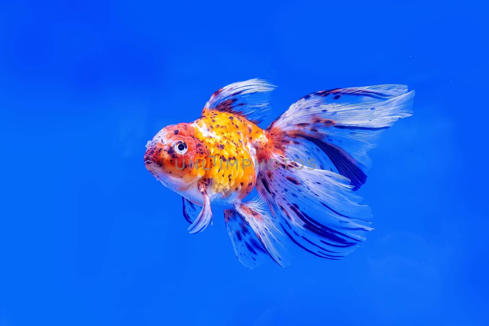 The goldfish in the cabinet on blue background.
