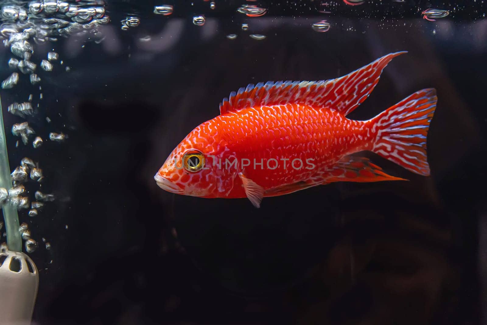 The cichlidae in the cabinet.