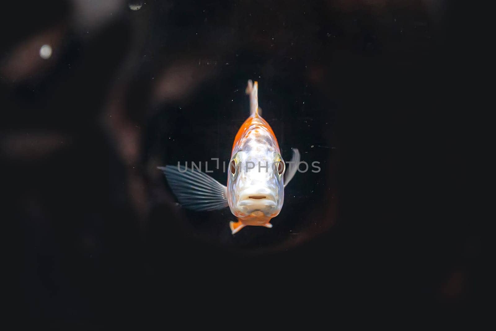 The cichlidae in the cabinet.