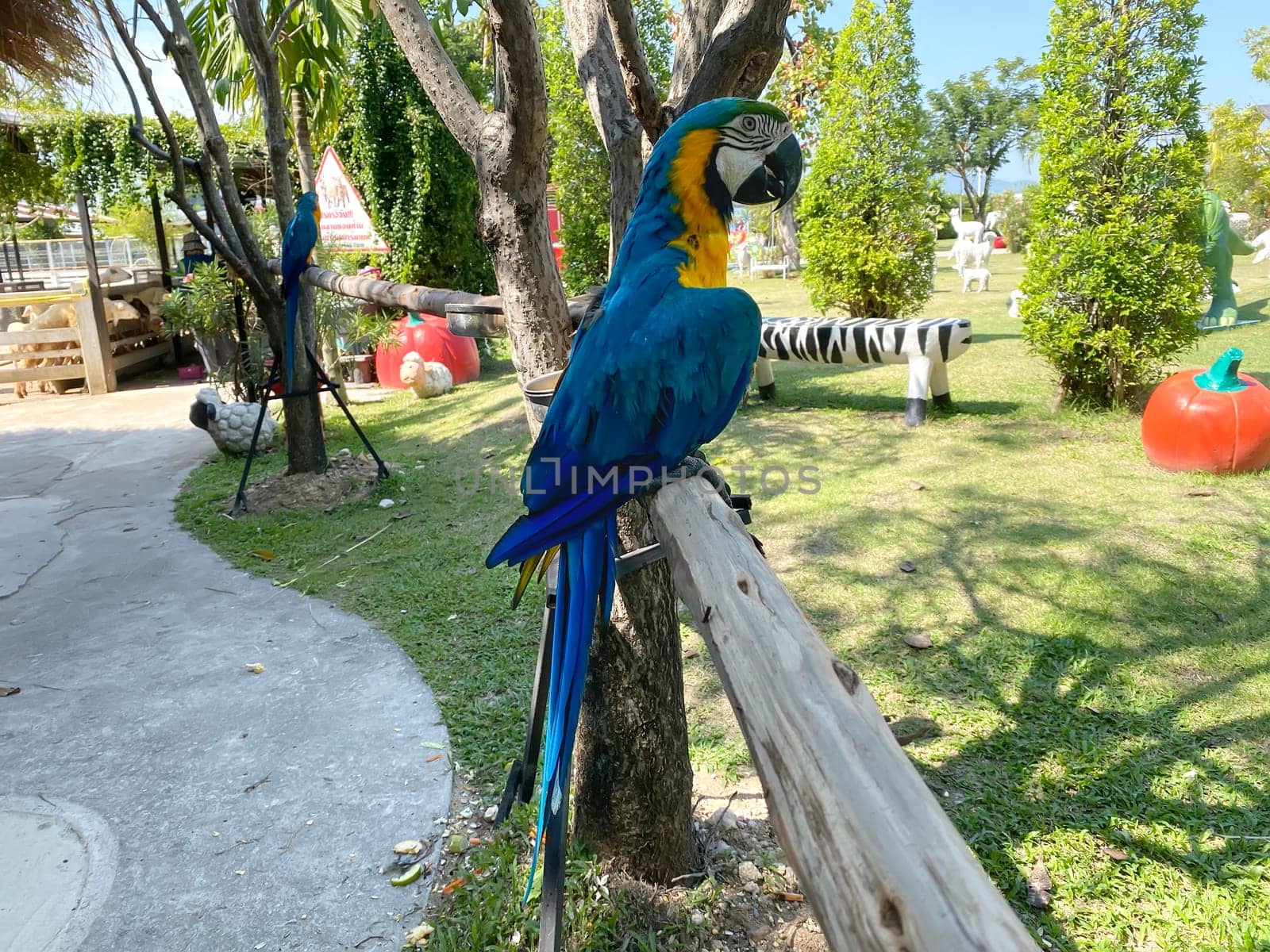Macaw perched on a branch. Bird is a popular pet in Thailand.