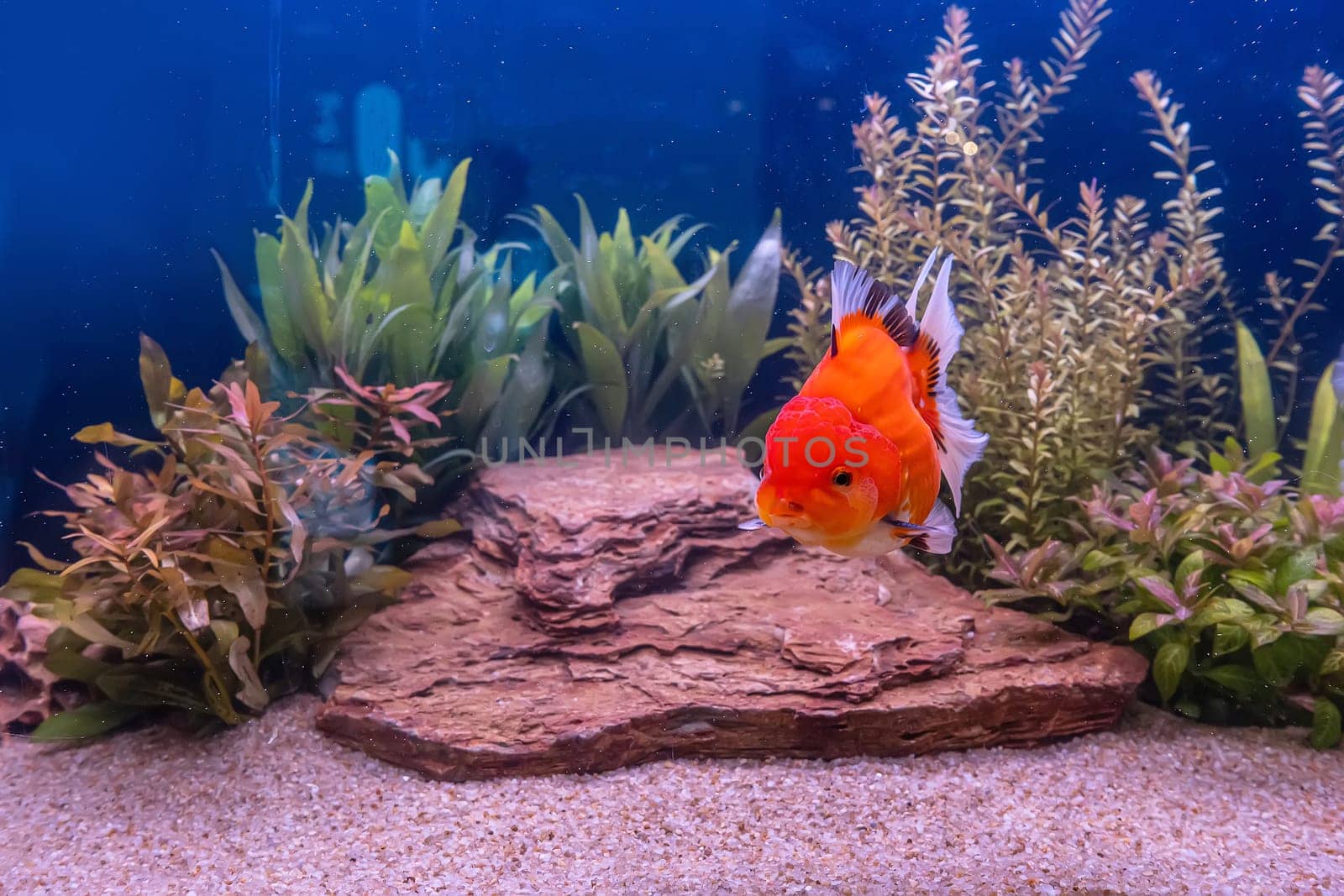 The goldfish in the cabinet on nature background.