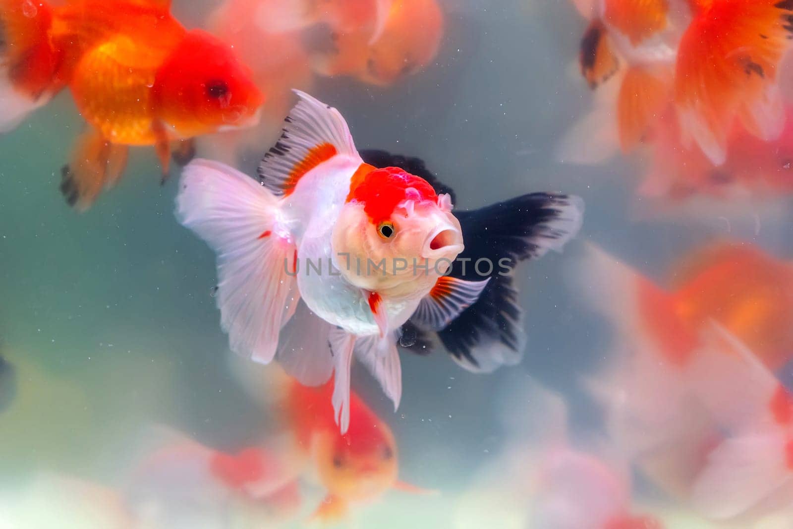 The goldfish in the cabinet.