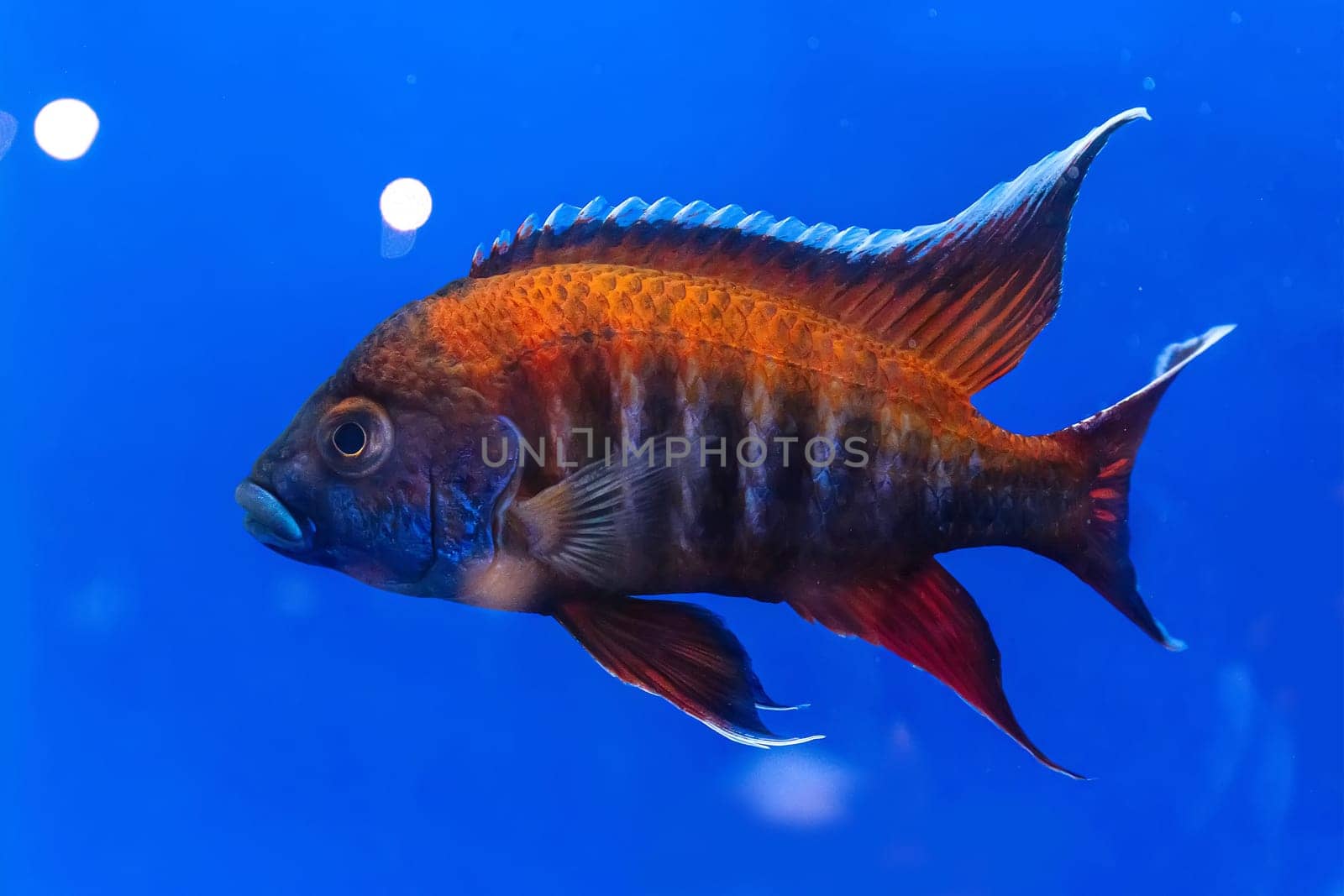The cichlidae in the cabinet on blue background.