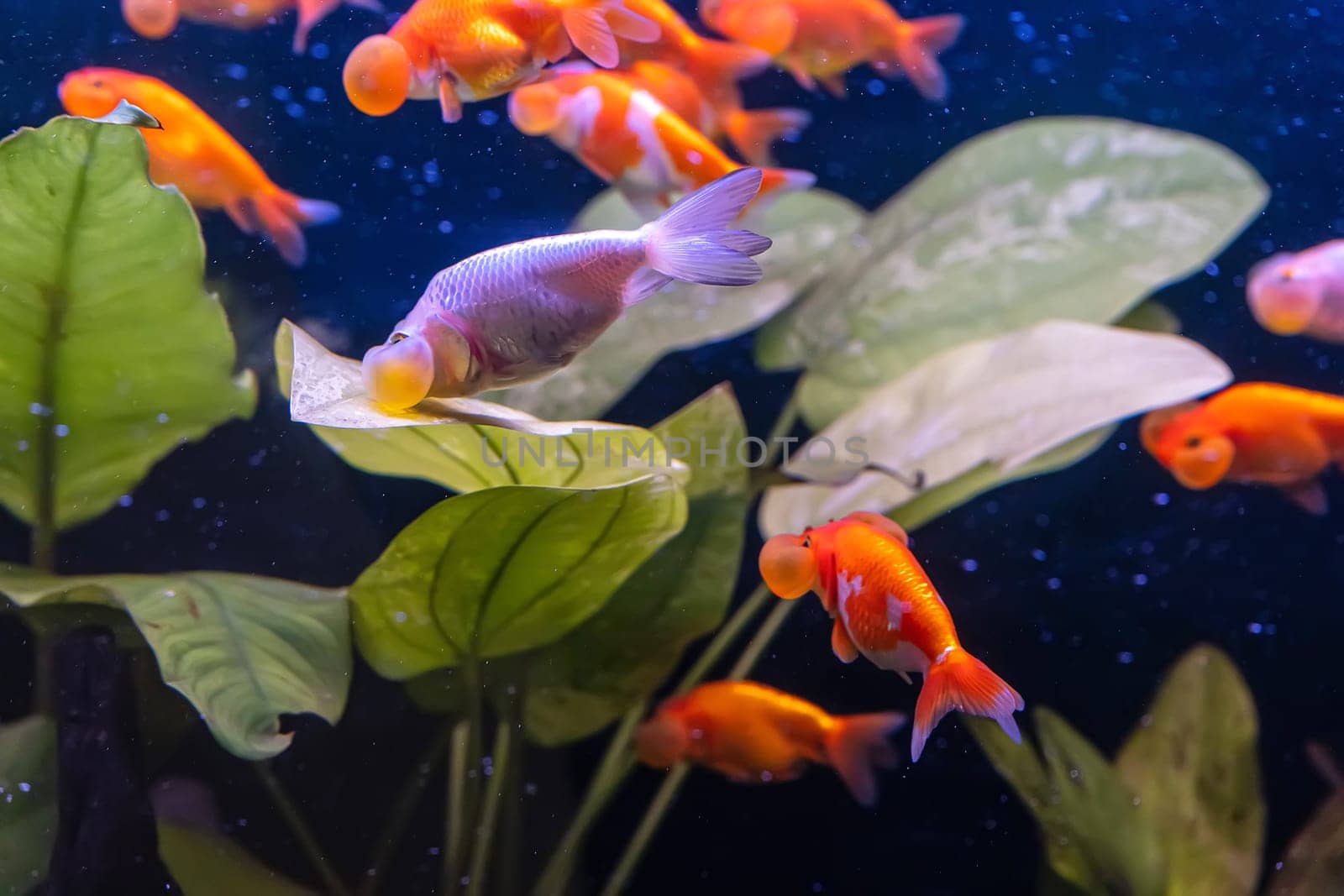 The goldfish in the cabinet on nature background.