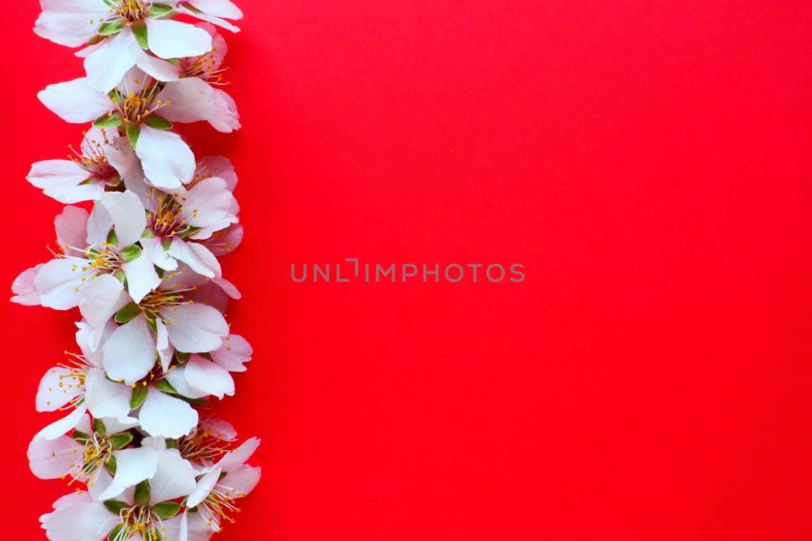 White flowers of bird cherry on a red background. Copy space for text. Bright card for the holiday or invitation. Spring time