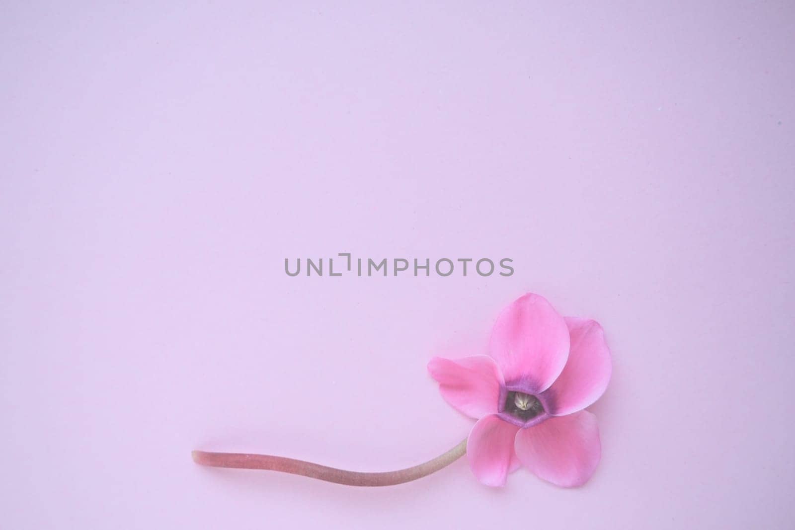Cyclamen flower from below on pink purple background with blurred tender focus. One flower with five petals, Stem without leaves. Copy space. Foggy effect. Beautiful exquisite cyclamen flower postcard