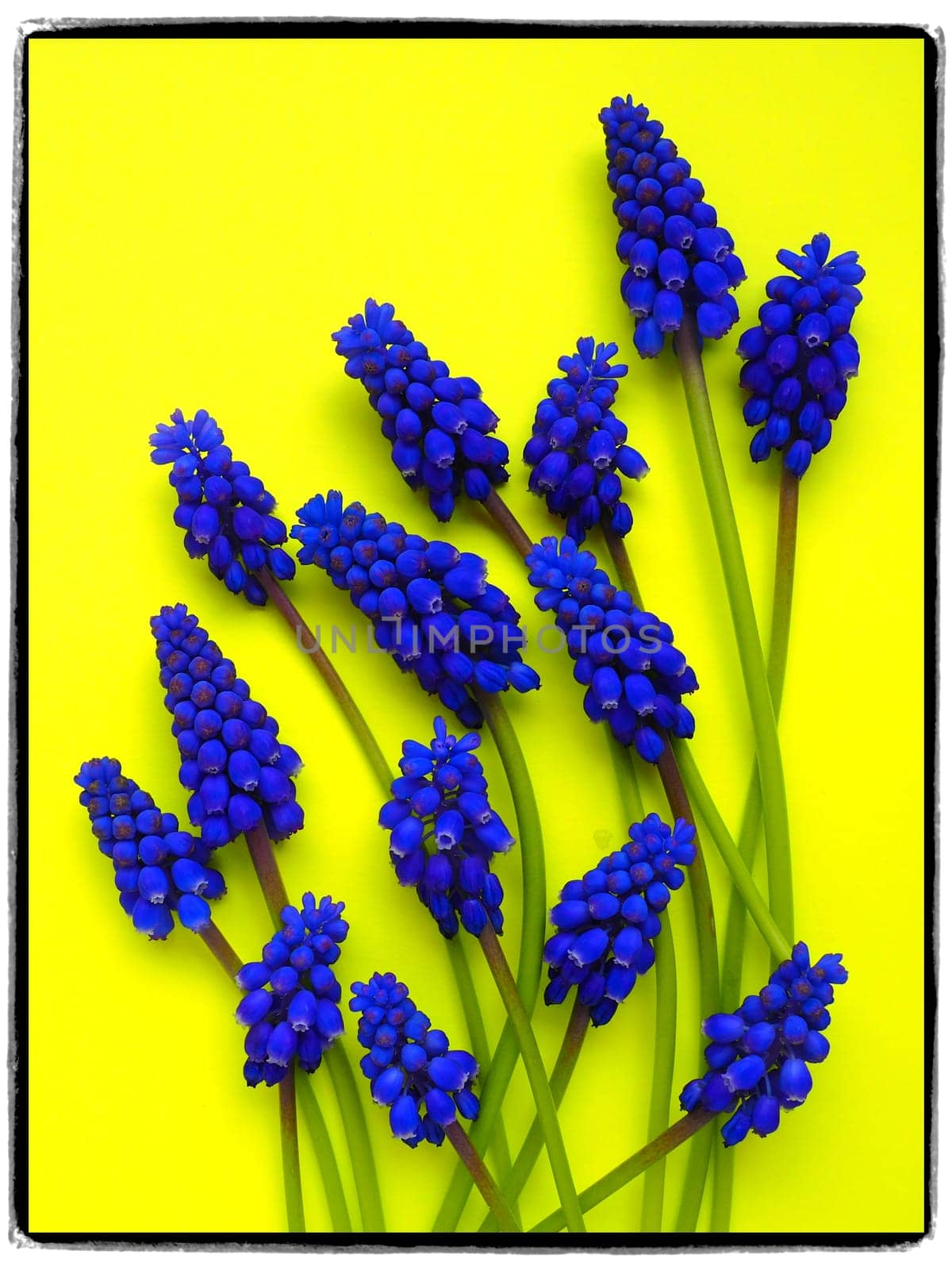 Blue spring flowers on a yellow background. Frame postcard. Muscari armeniacum on a yellow background. Bright postcard, congratulations. Copy space still life flat lay. Armenian grape hyacinth