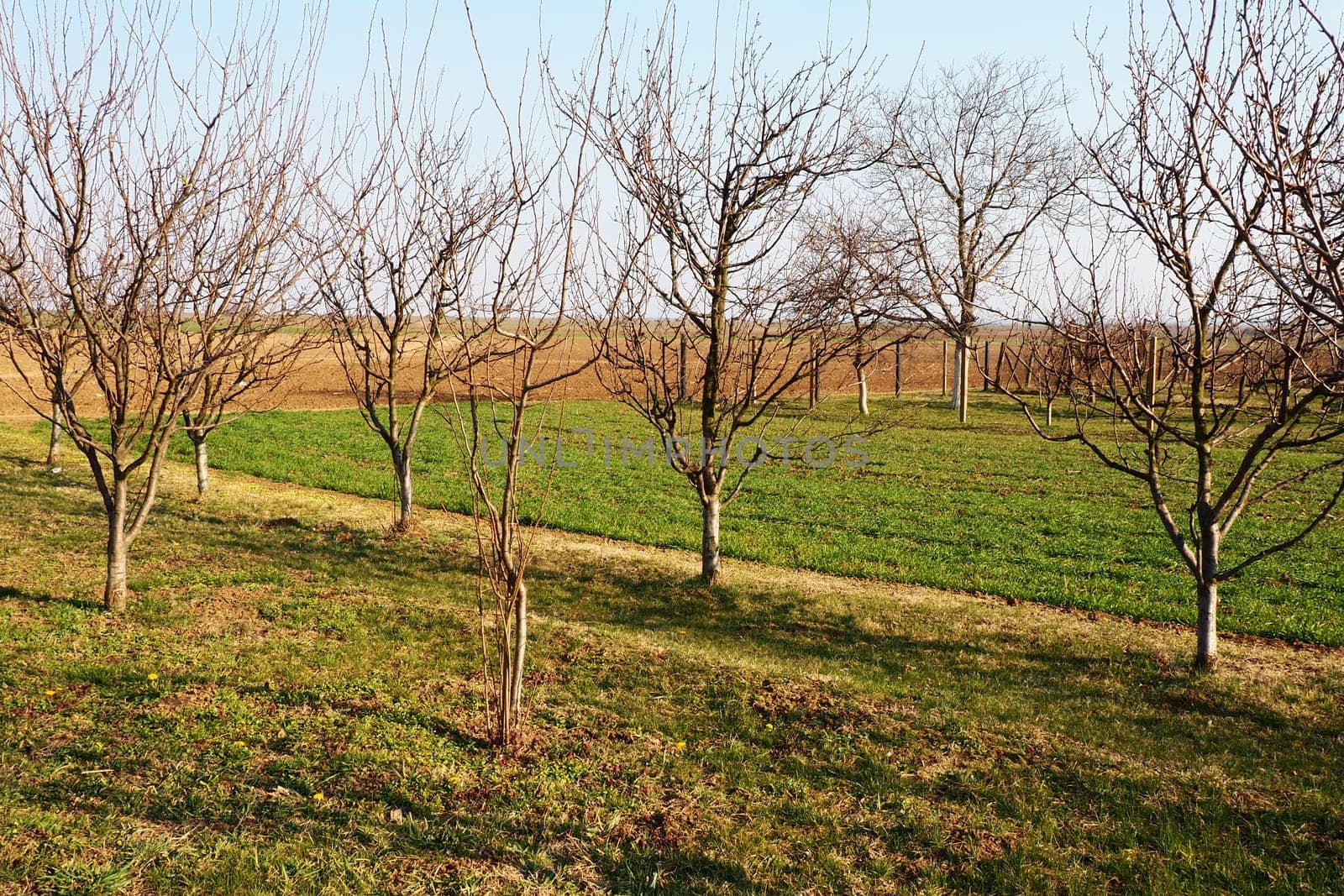 Fruit trees planted in a row on a farm. Serbia, early spring agricultural work. Apple plum orchard with whitewashed trunks. Furrows on the ground. Fields for various agricultural crops. Farming