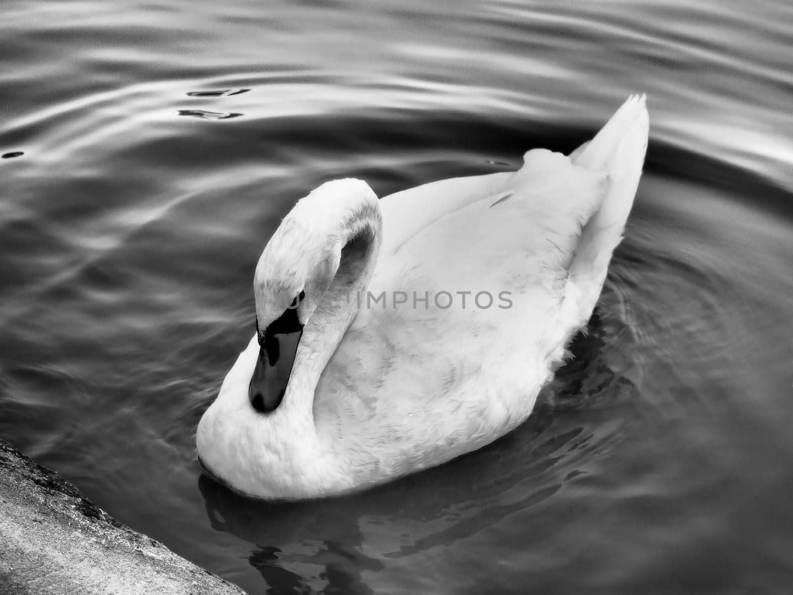 Mute swan Cygnus olor on the water. Beautiful lonely white swan and circles on the water. A large bird near the shore lowered its head. Black and white monochrome photography.