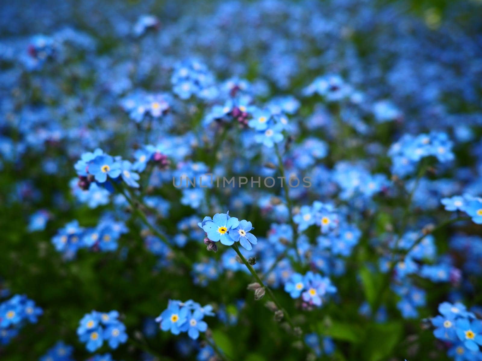 Forget-me-nots. Myosotis flowering blue plants in the family Boraginaceae. Forget-me-nots or scorpion grasses Myosotis alpestris small flowers for decorating lawns and flower beds. Garden landscaping